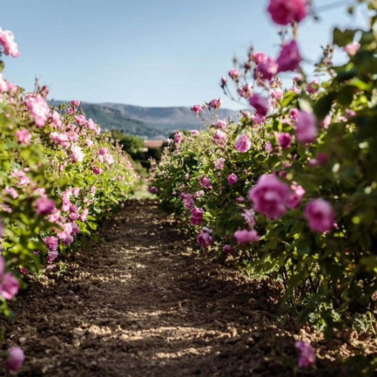 Le Domaine de la Rose : Le site horticole écologique de Lancôme