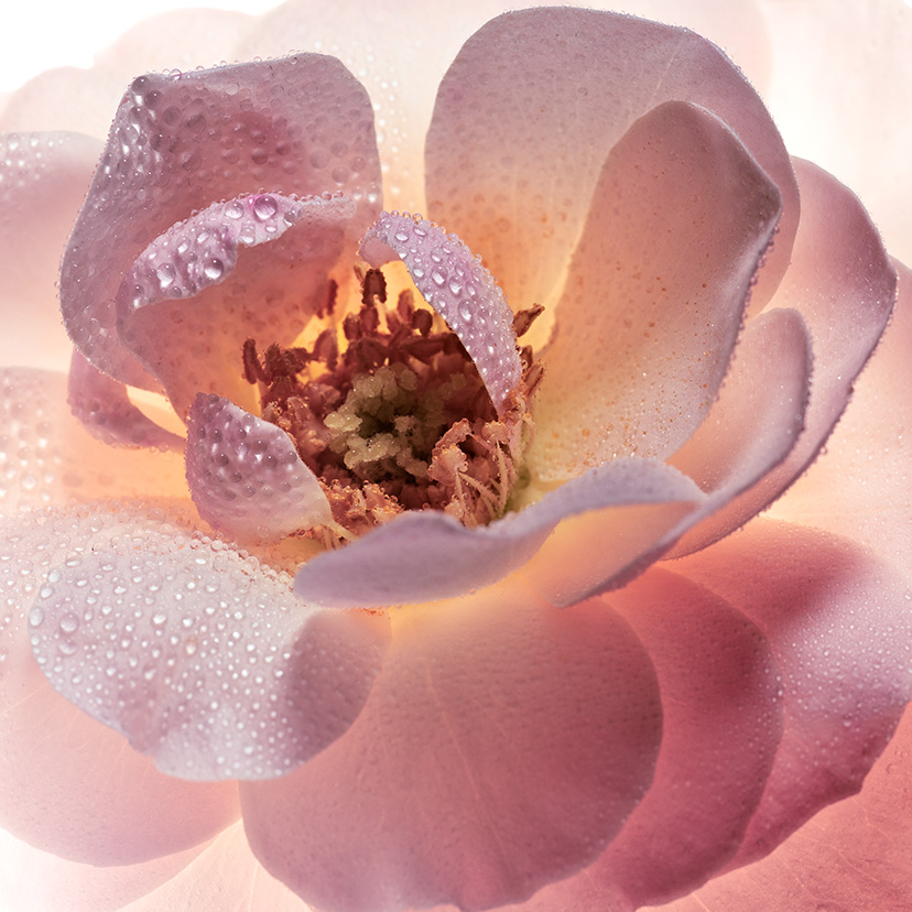 Guerlain - La Petite Robe Noire Rose Rose Rose parfum 2022